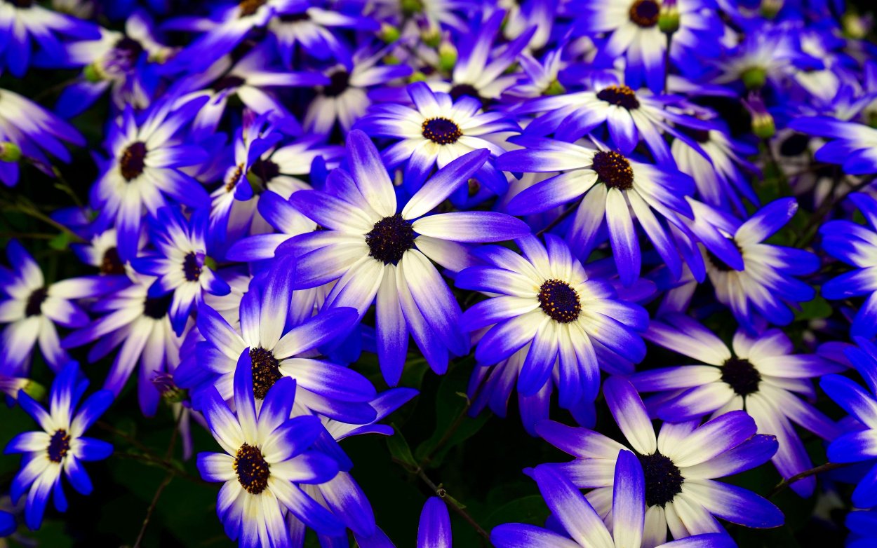 Остеоспермум Акила Парпл