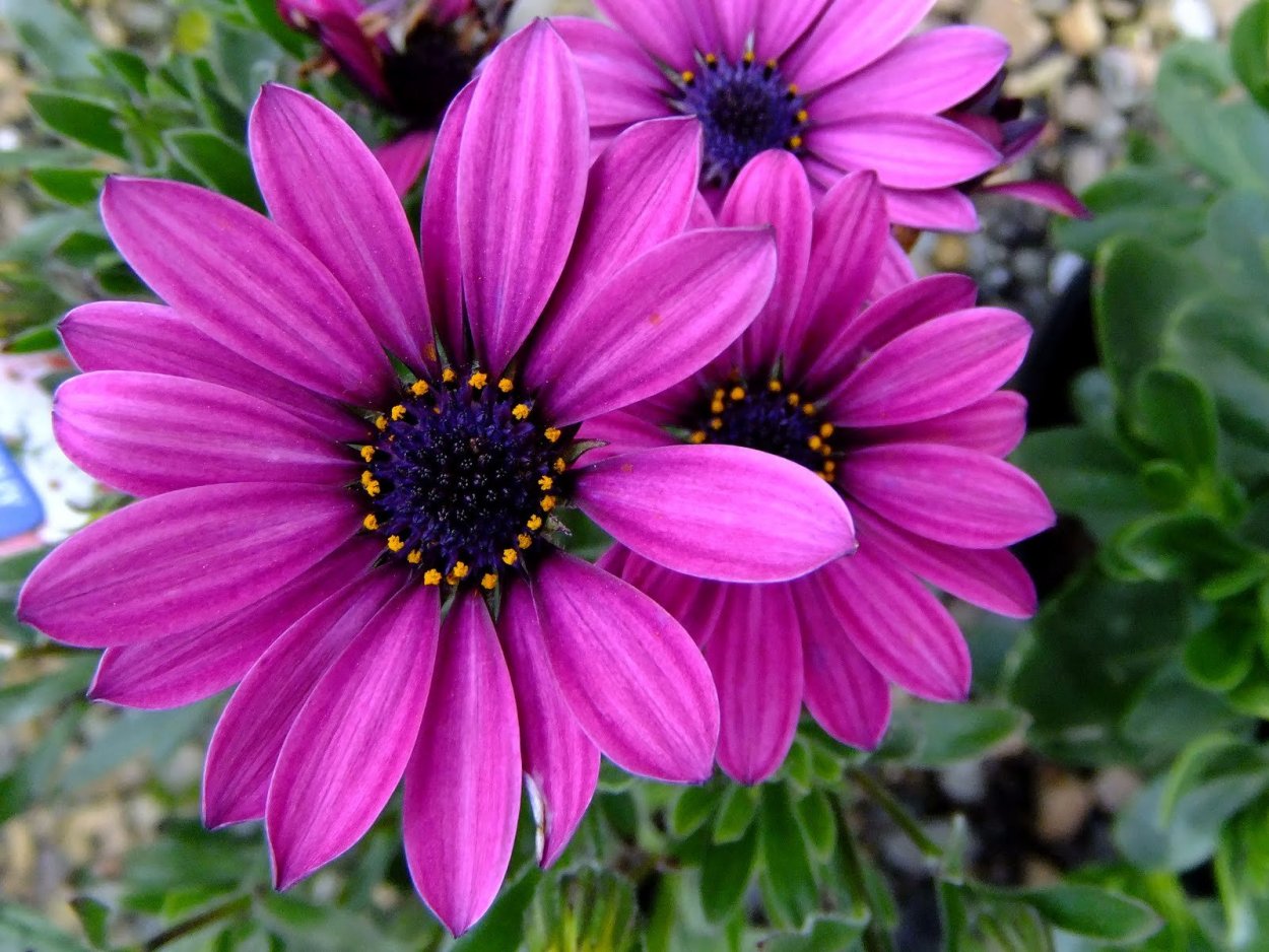 Остеоспермум Пэшн Пинк