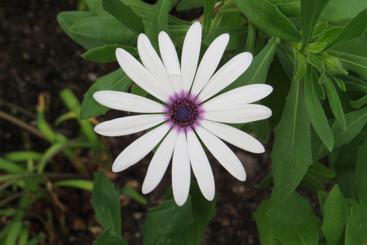 Ромашки Спериум