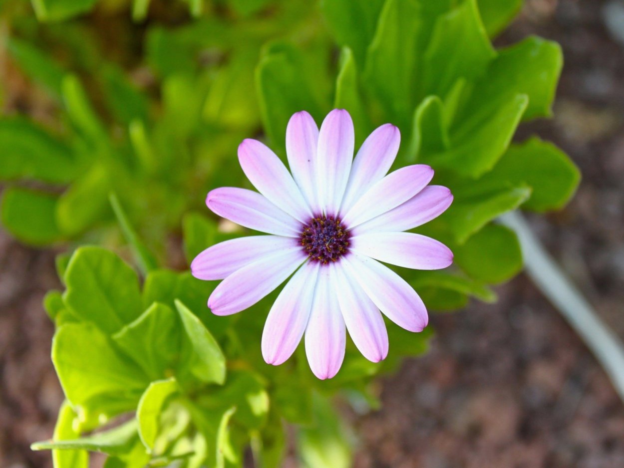 Остеоспермум Капская Маргаритка