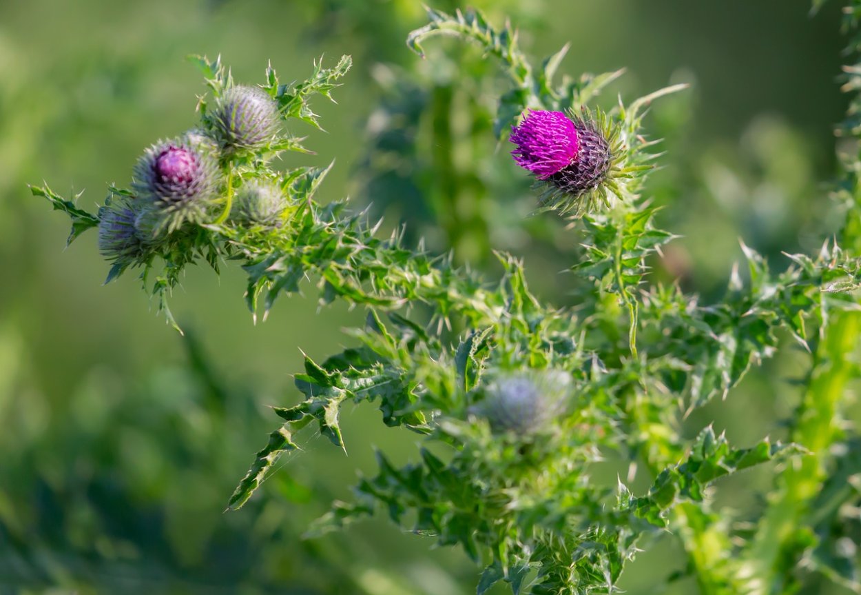 Чертополох обыкновенный