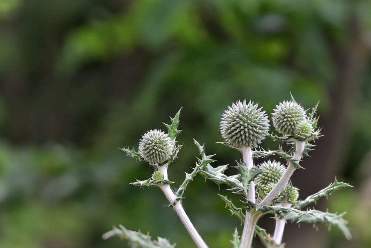 Бодяк обыкновенный (Cirsium vulgare)