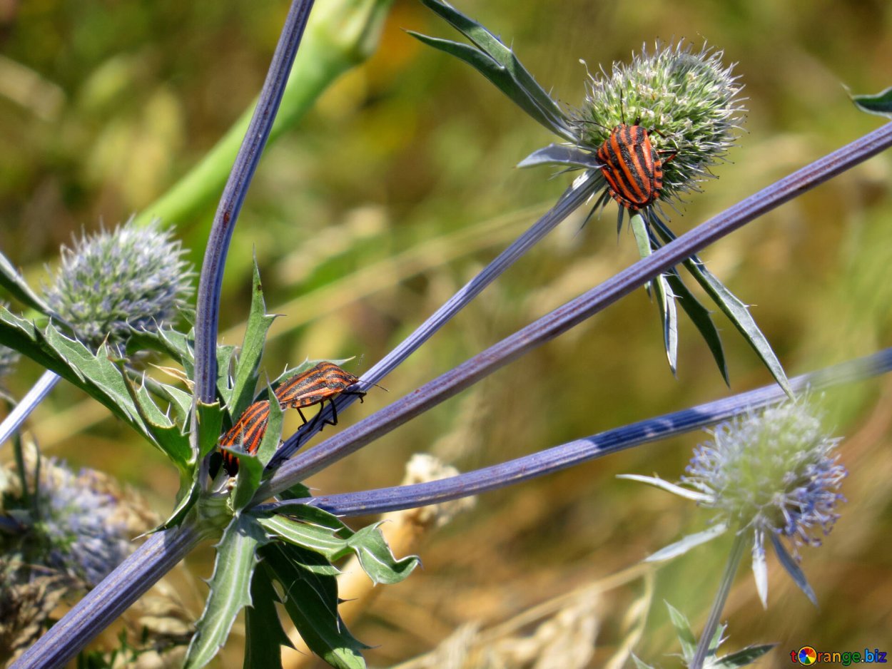 Чертополох мелкоголовчатый