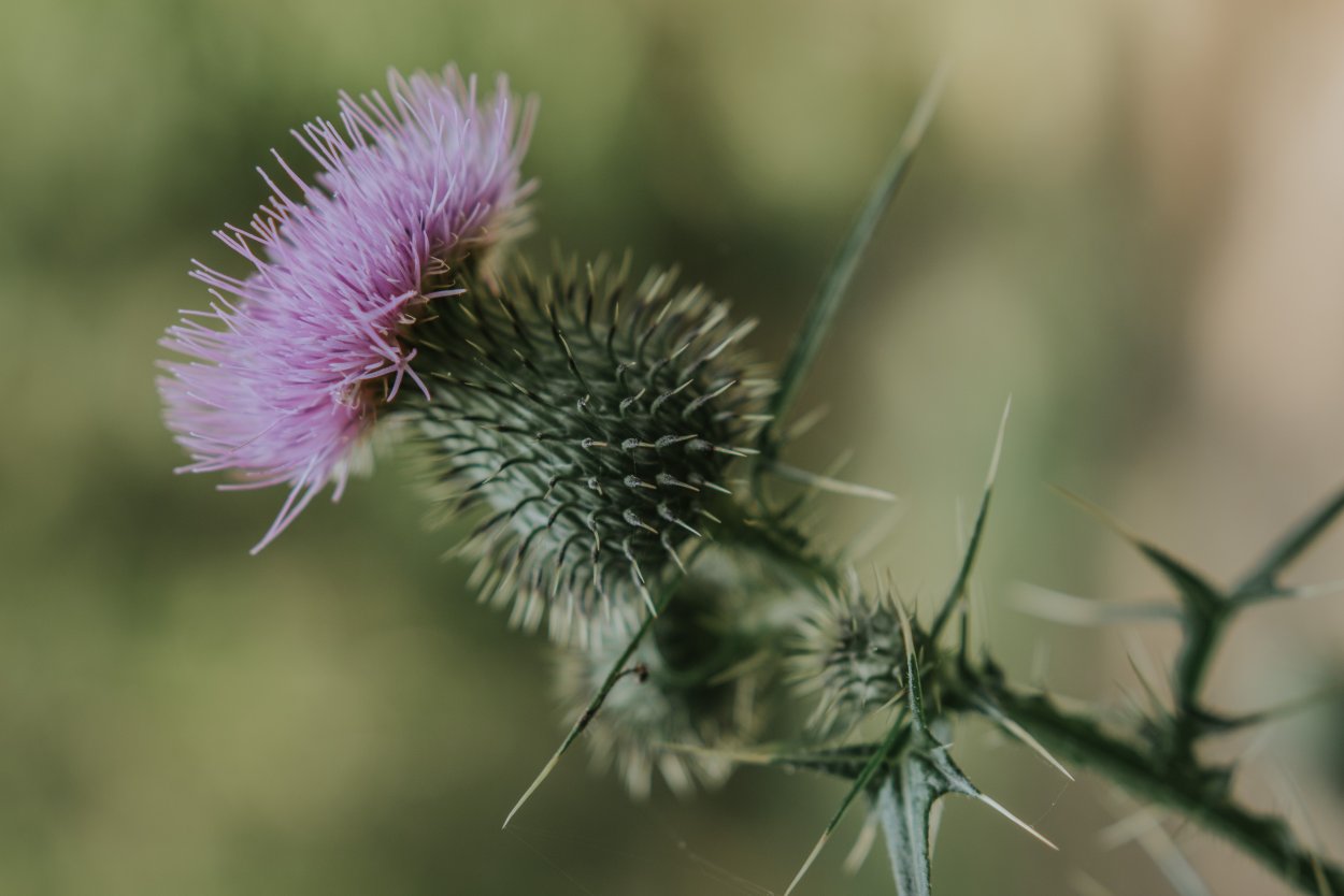 Расторопша Бодяк чертополох
