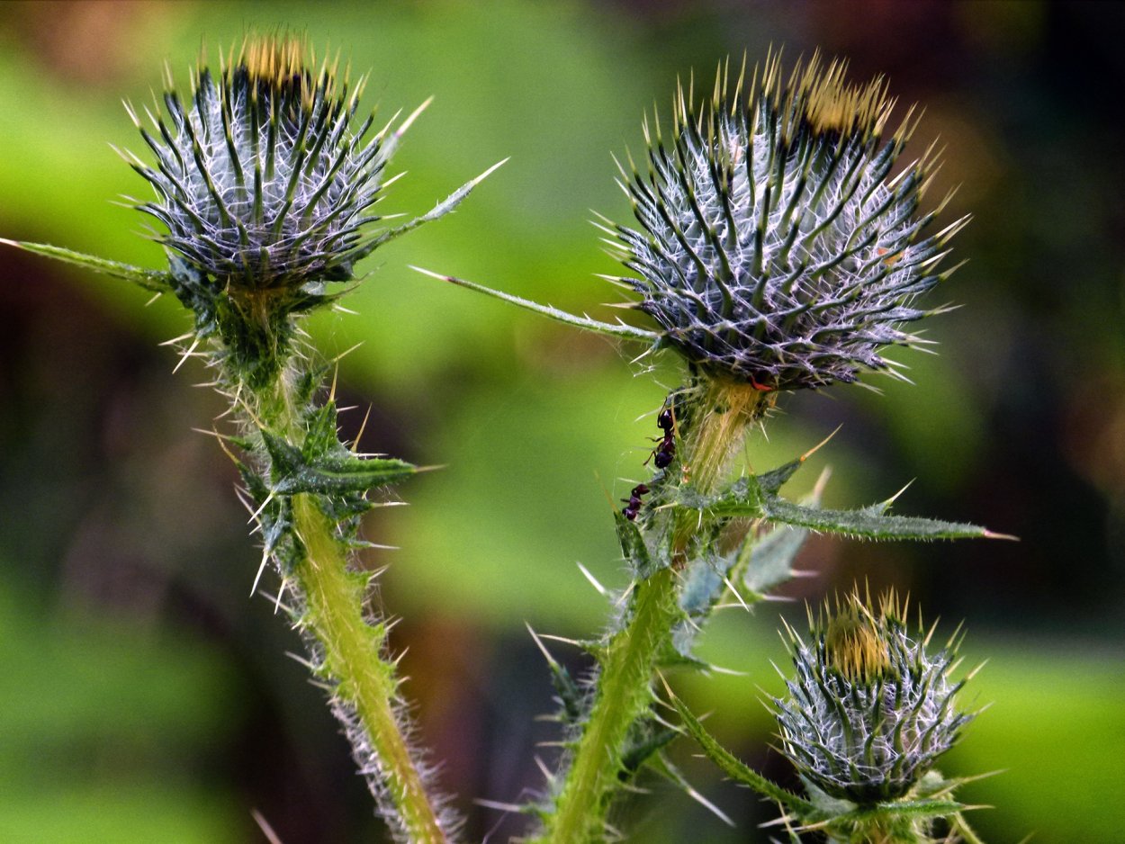 Бодяк обыкновенный (Cirsium vulgare)