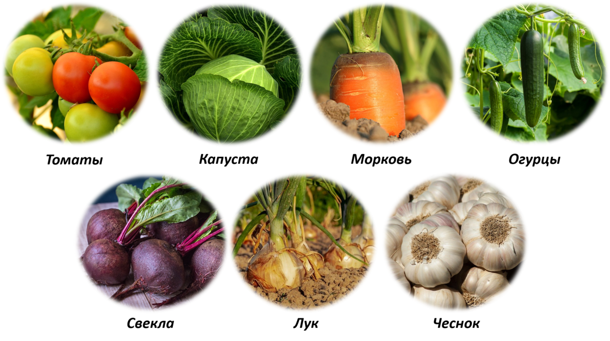 Семена овощей