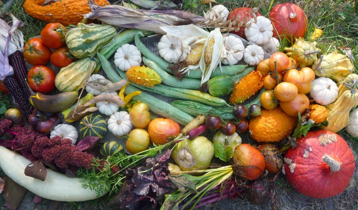 Кукуруза сорт Земляничная