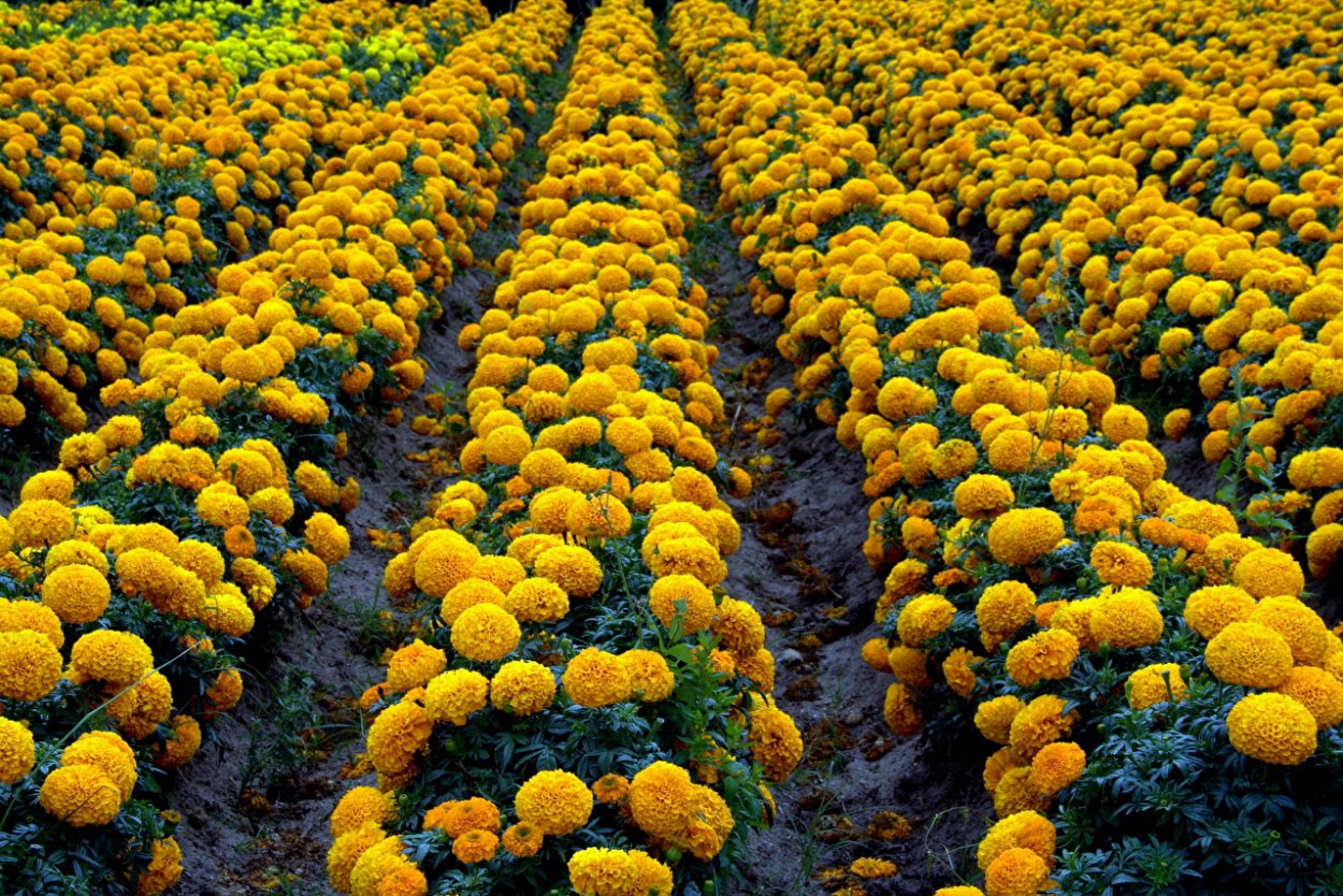 Миксбордеры с шалфеем дубравным