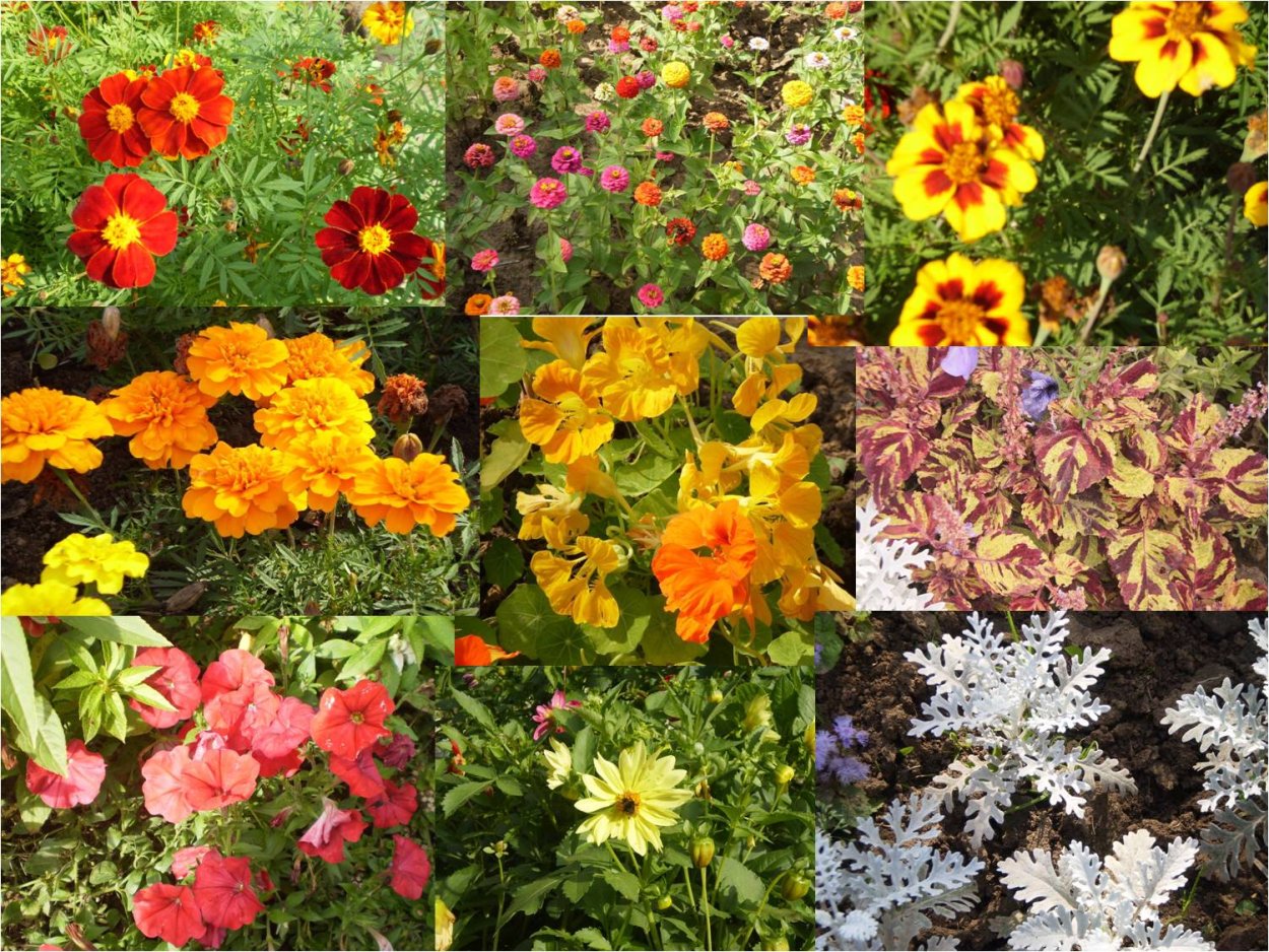 Молиния и Вейник