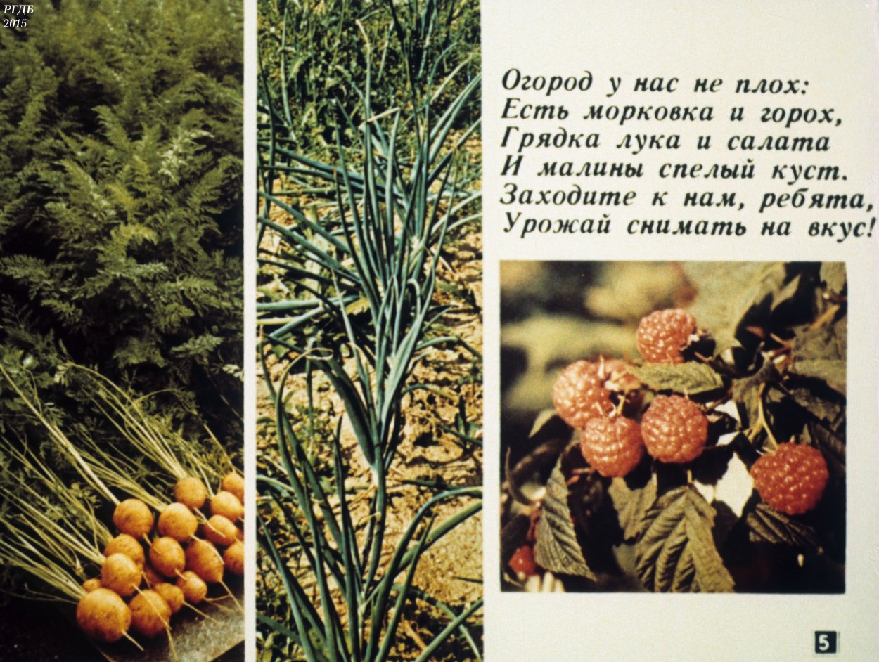 Разнообразие дикорастущих растений