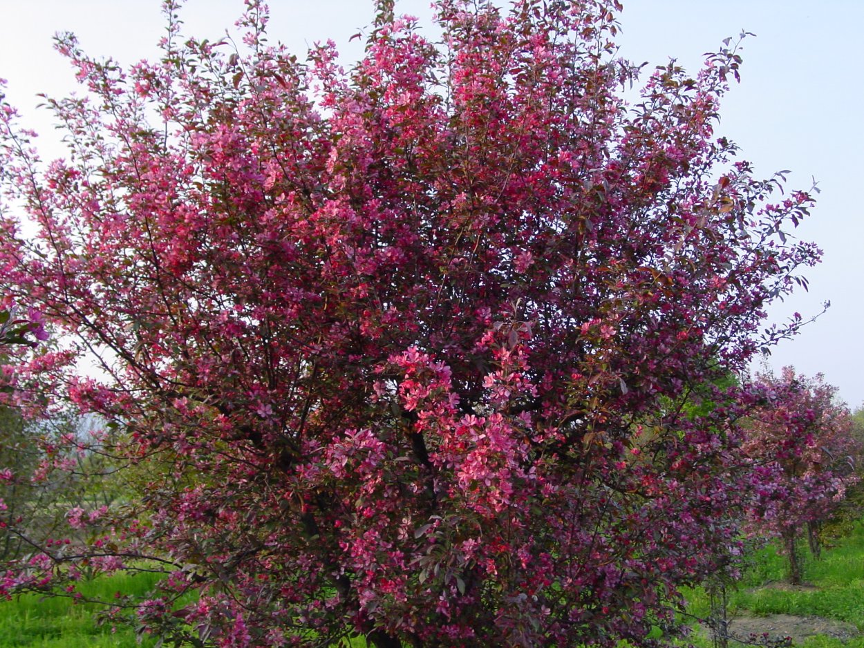 Яблоня краснолистная Недзвецкого