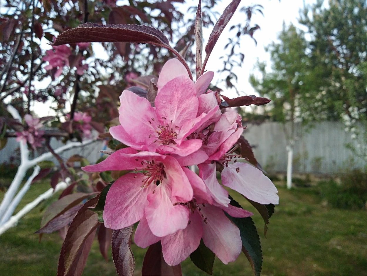 Яблоня краснолистная Кармэн