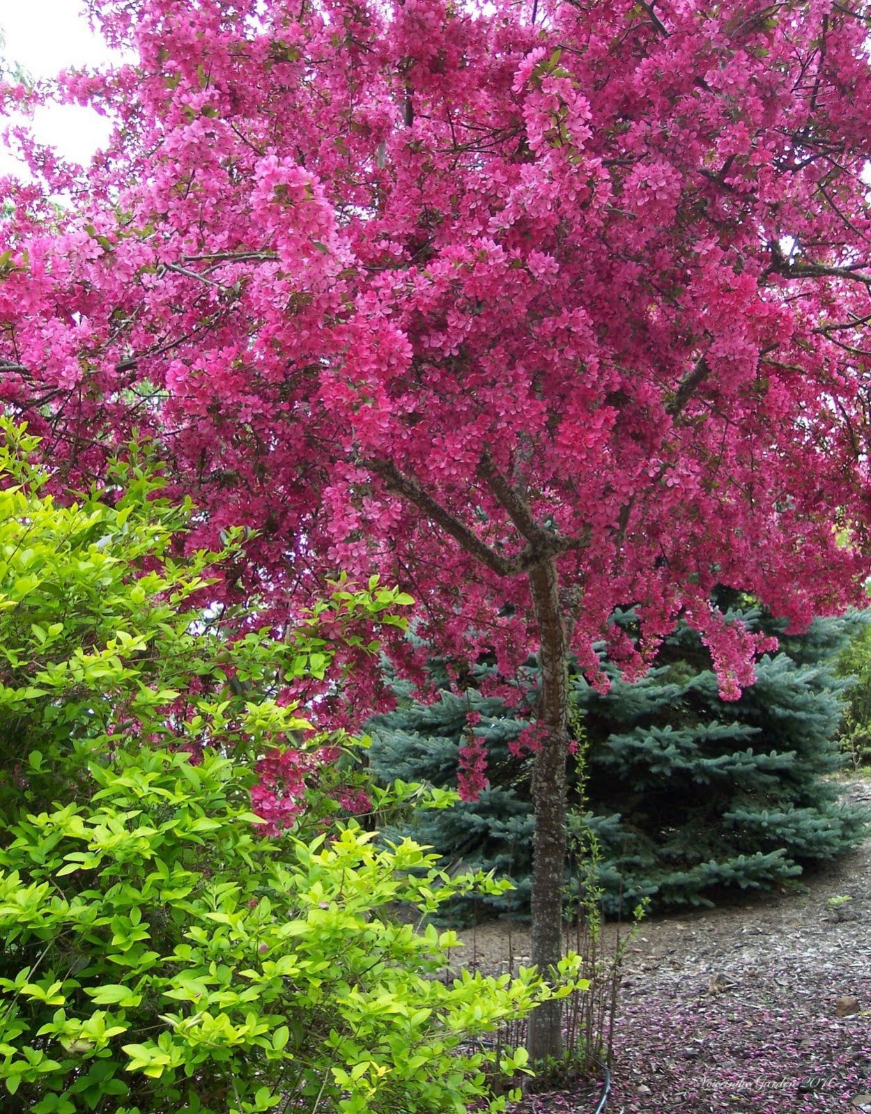 Декоративная яблоня Malus Pink
