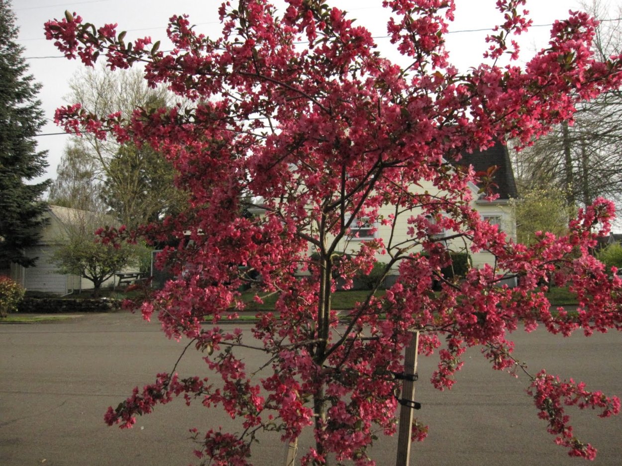 Яблоня декоративная Прериефайер