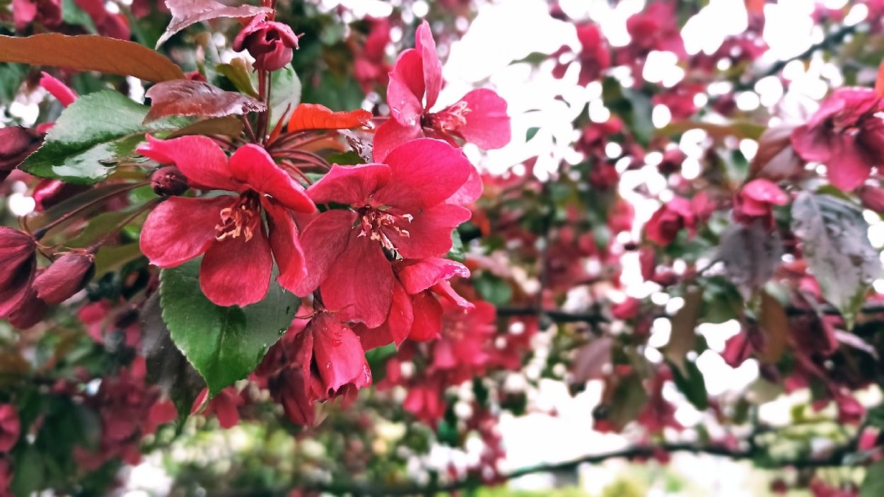 Яблоня ред Сплендор