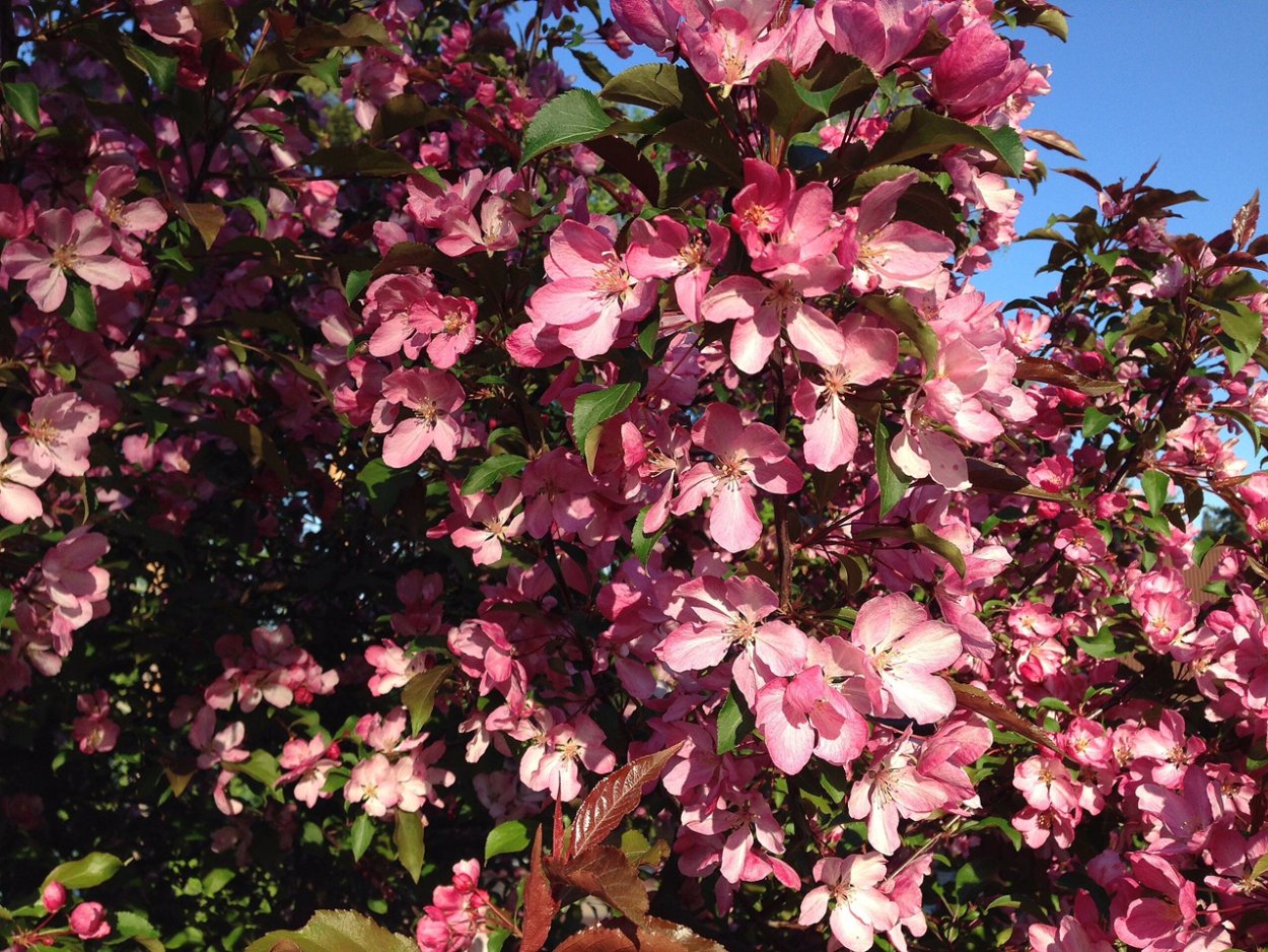 Яблоня краснолистная Скарлет