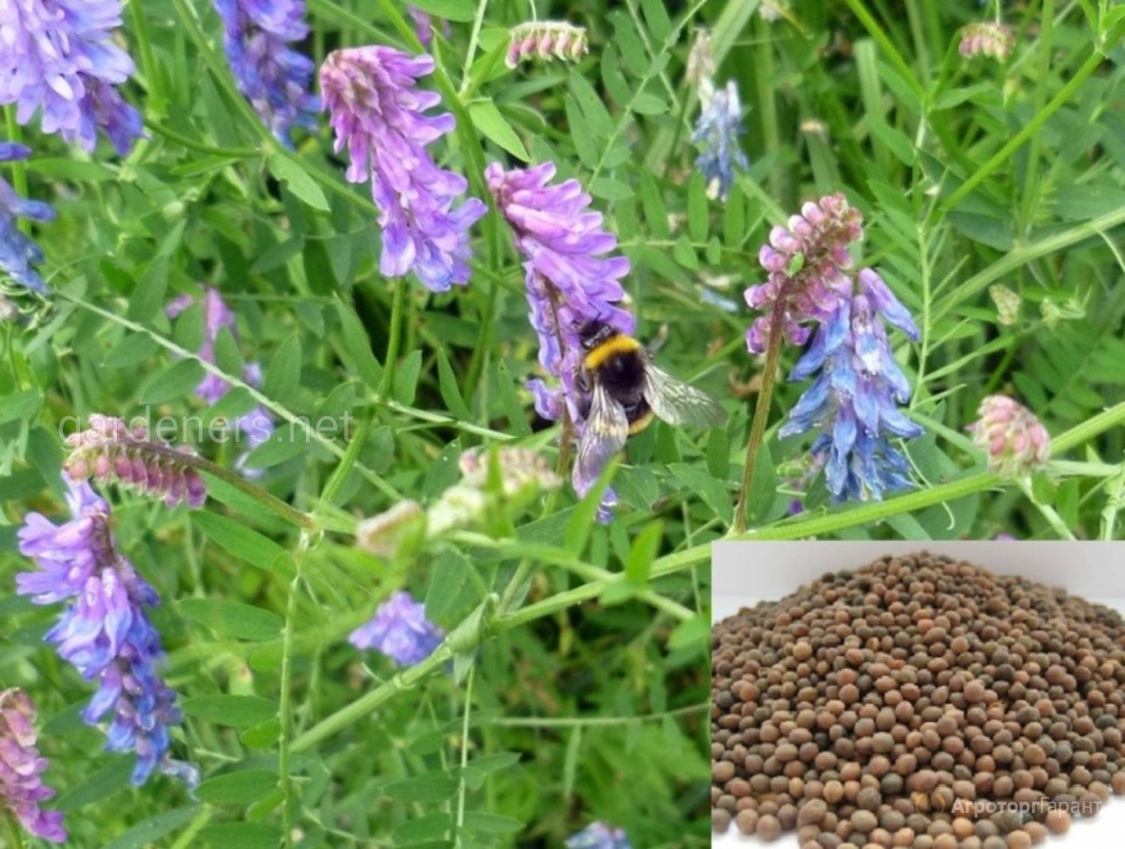 Чина клубненосная сорняк