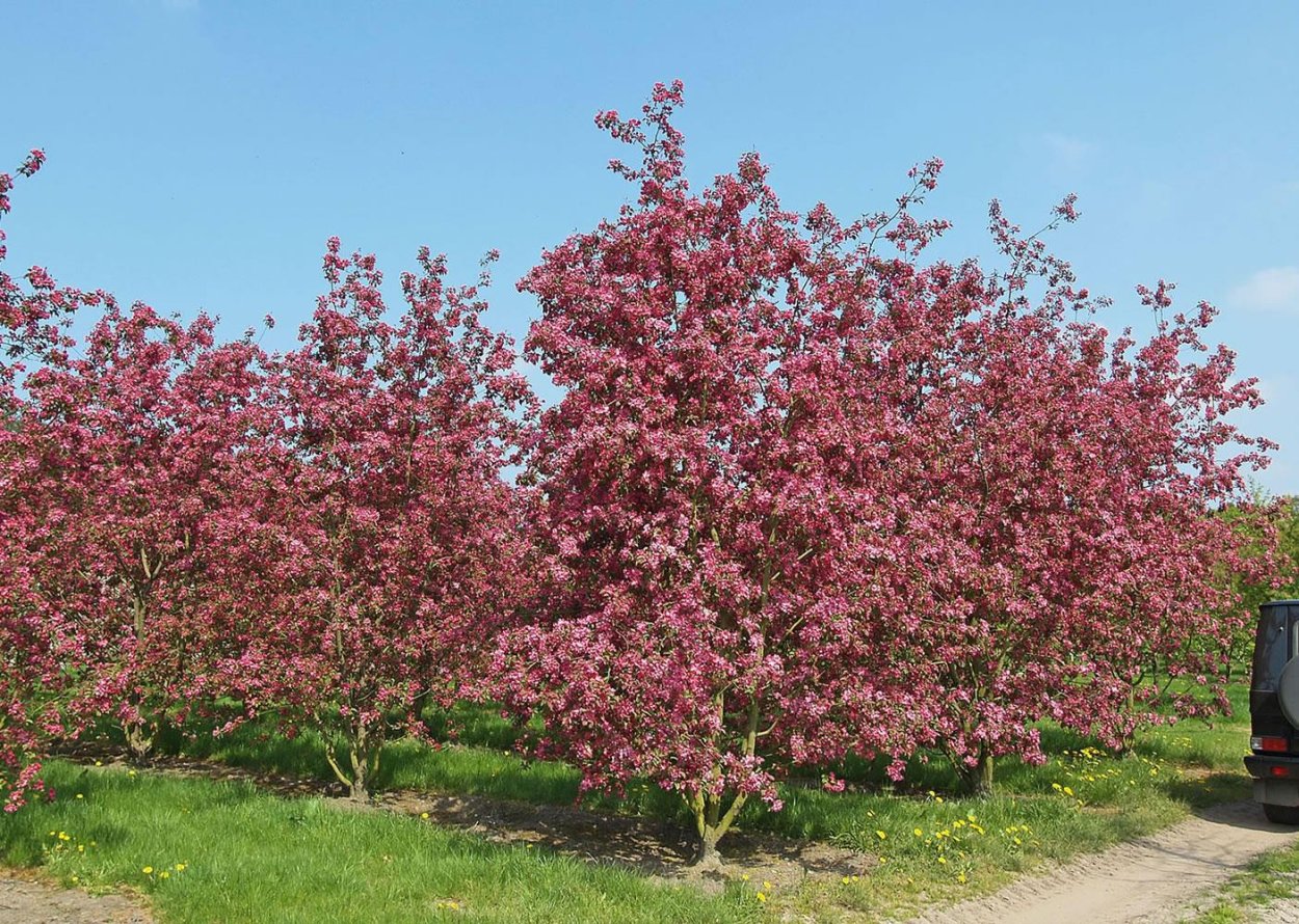 Яблоня декоративная Келси