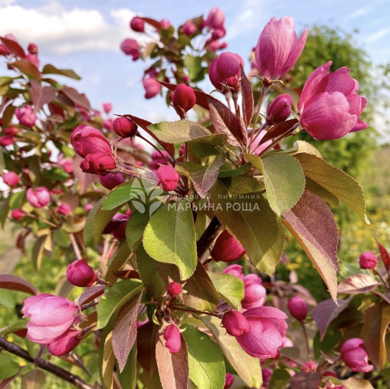Яблоня декоративная Кармен