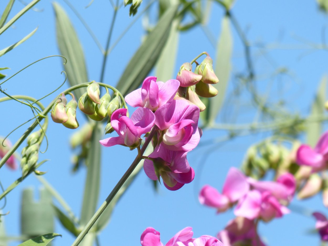 Чина клубненосная Lathyrus tuberosus