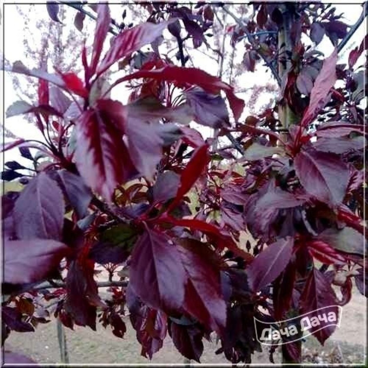 Яблоня роялти