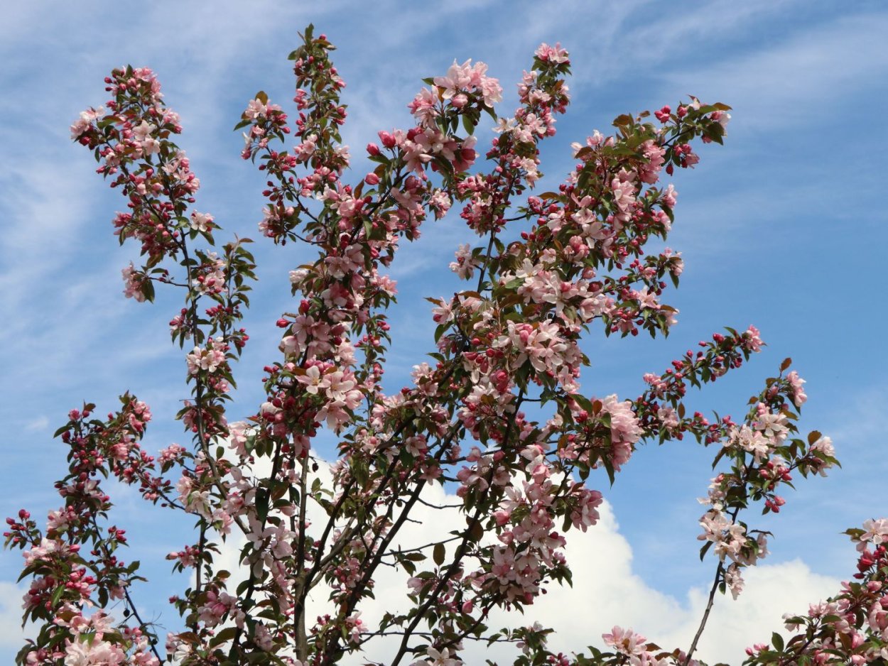 Яблоня "ред Обелиск" (Malus 'Red Obelisk')