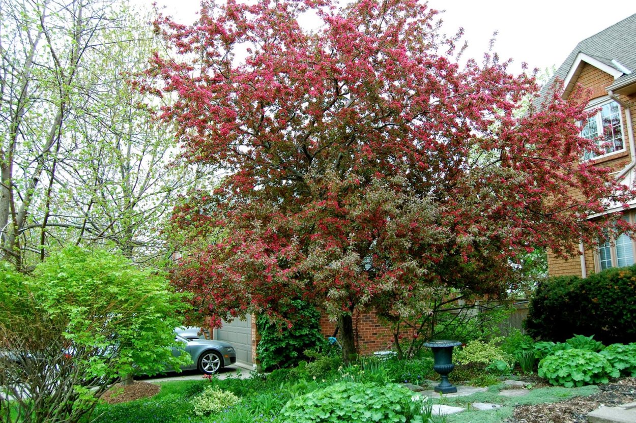 Яблоня Профьюжн