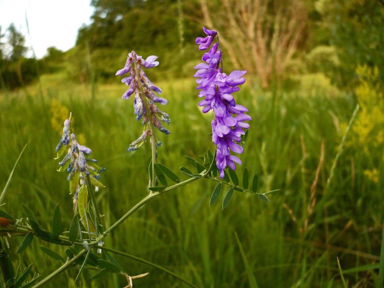 Чина Луговая — Lathyrus pratensis l