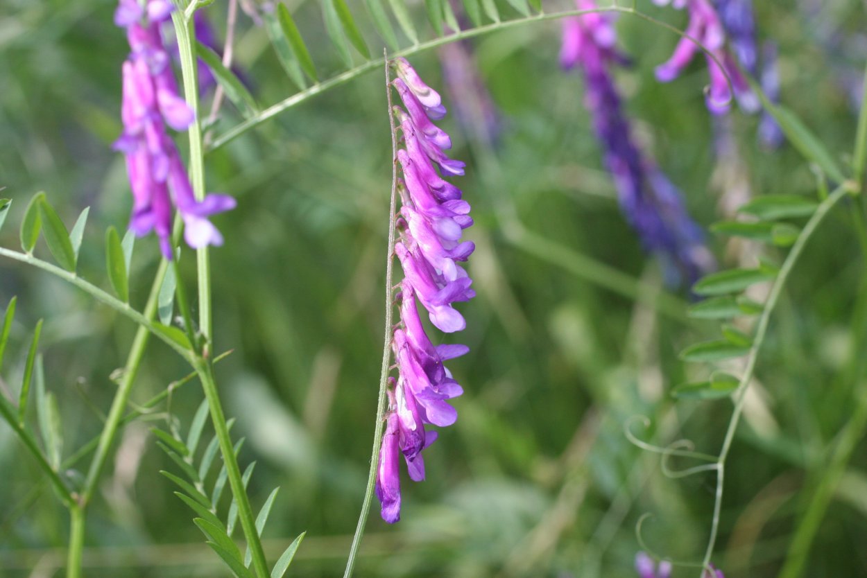 Vicia dasycarpa