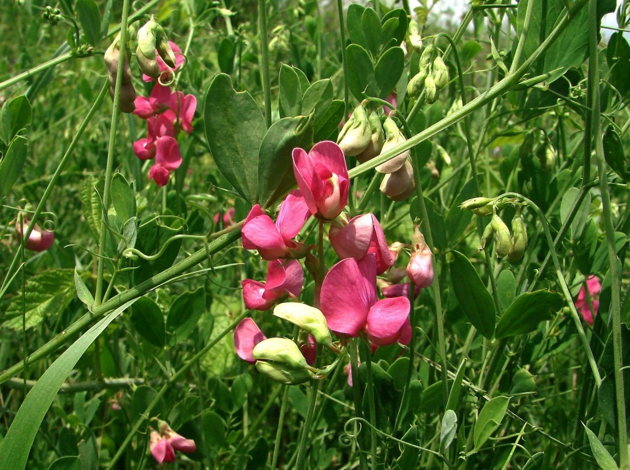Чина (Lathyrus)