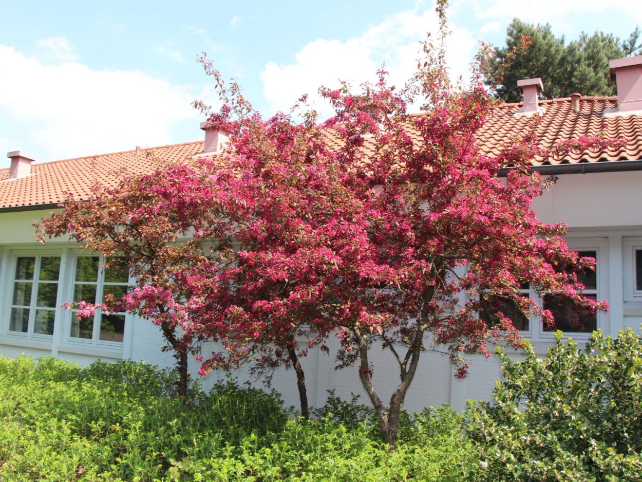 Яблоня Malus Rudolph