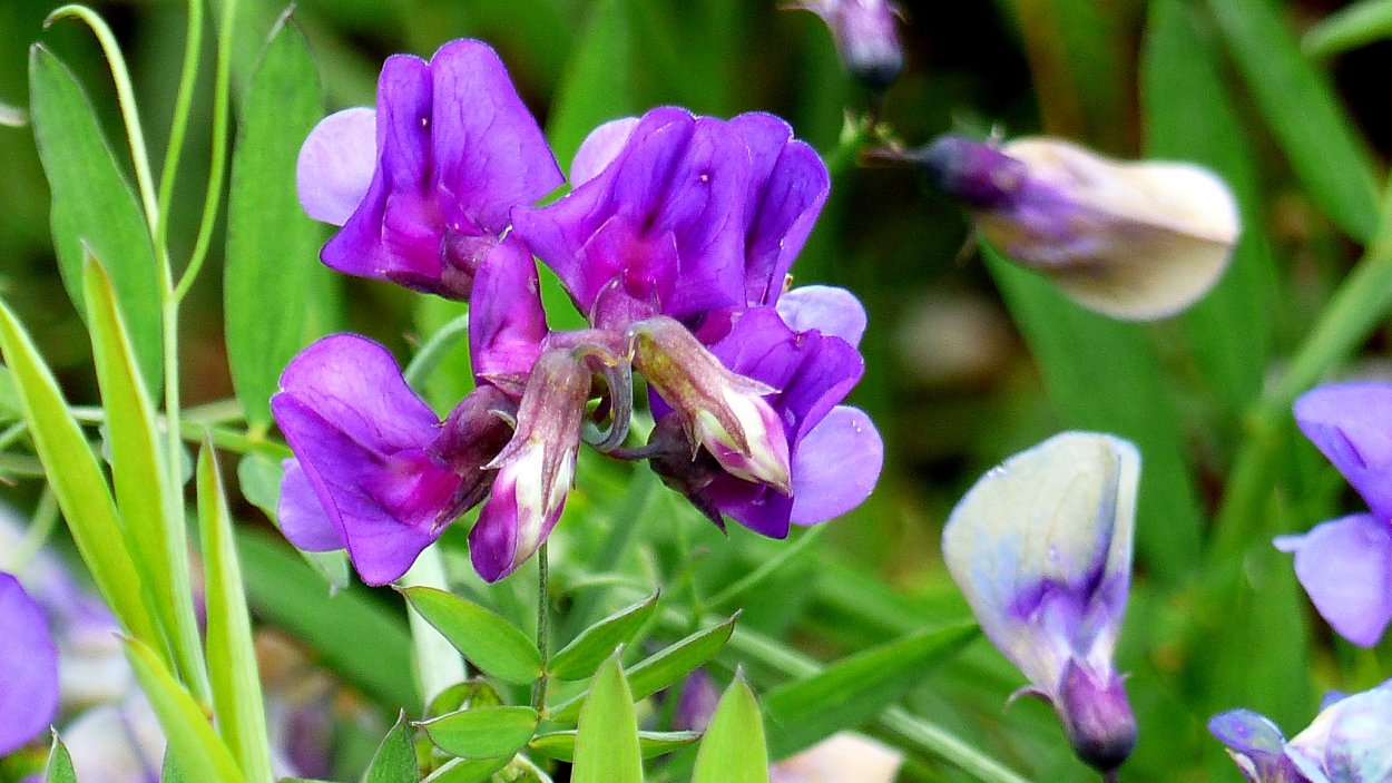 Чина Болотная Lathyrus palustris