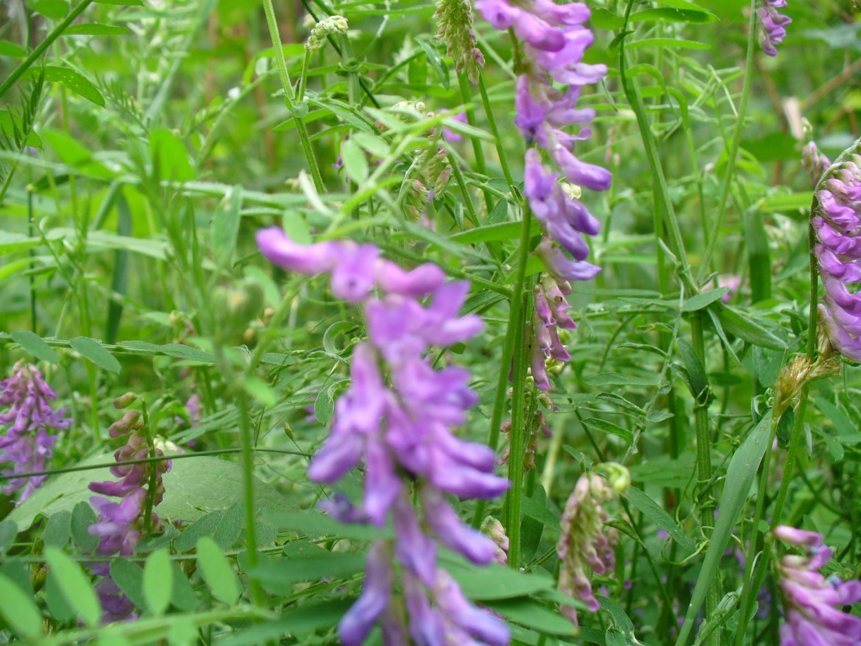 Вязель мышиный горошек