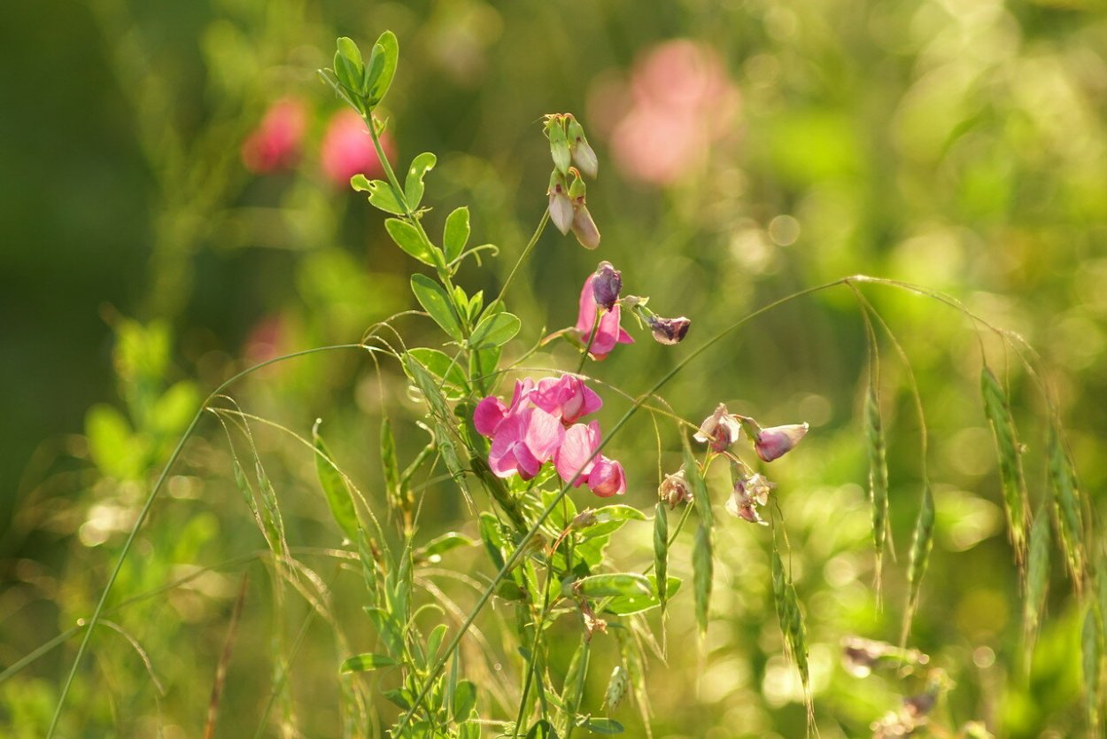 Горошек мышиный