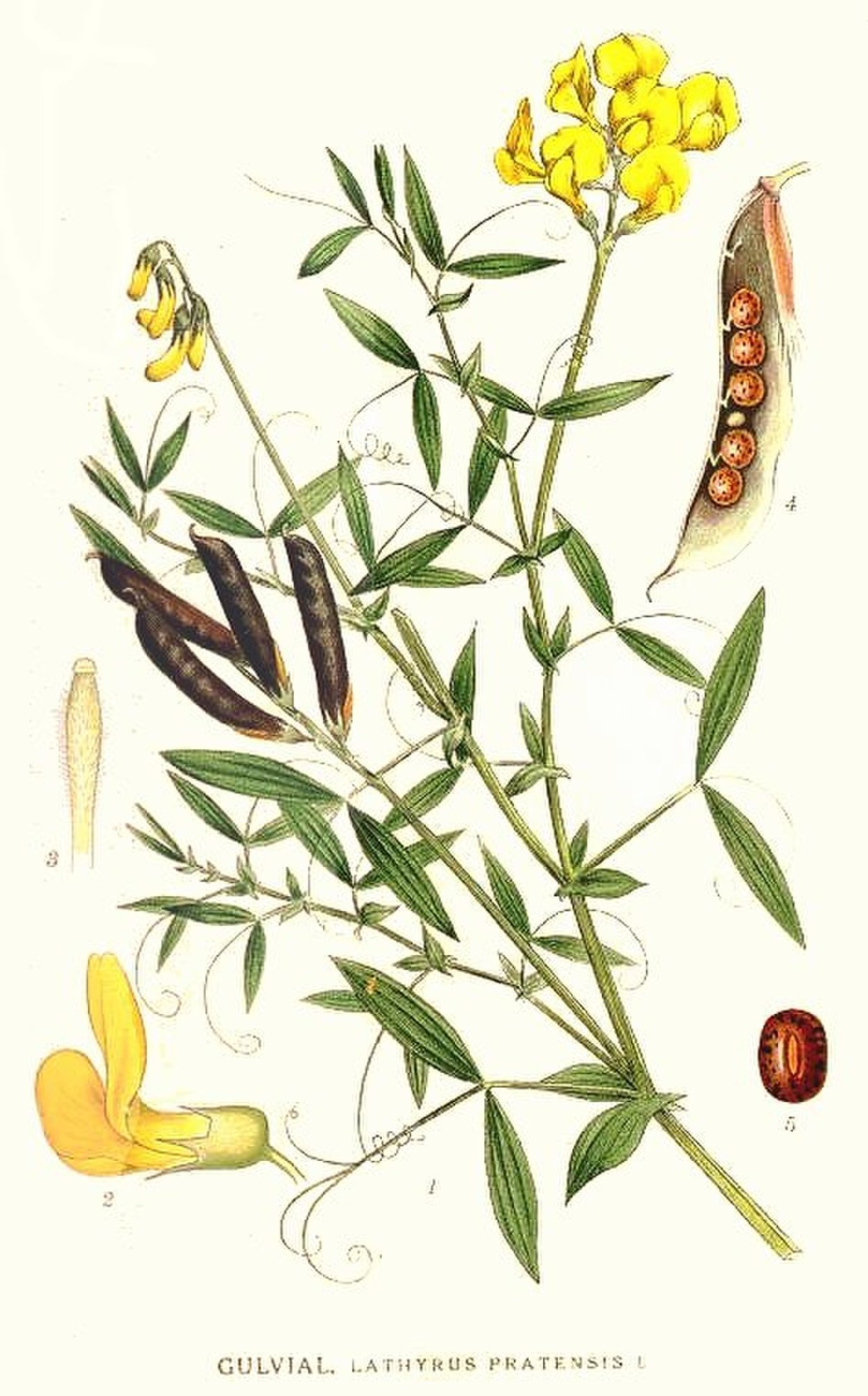 Чина посевная - Lathyrus sativus l.