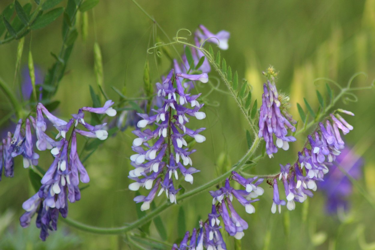 Чина Луговая (Lathyrus pratensis)