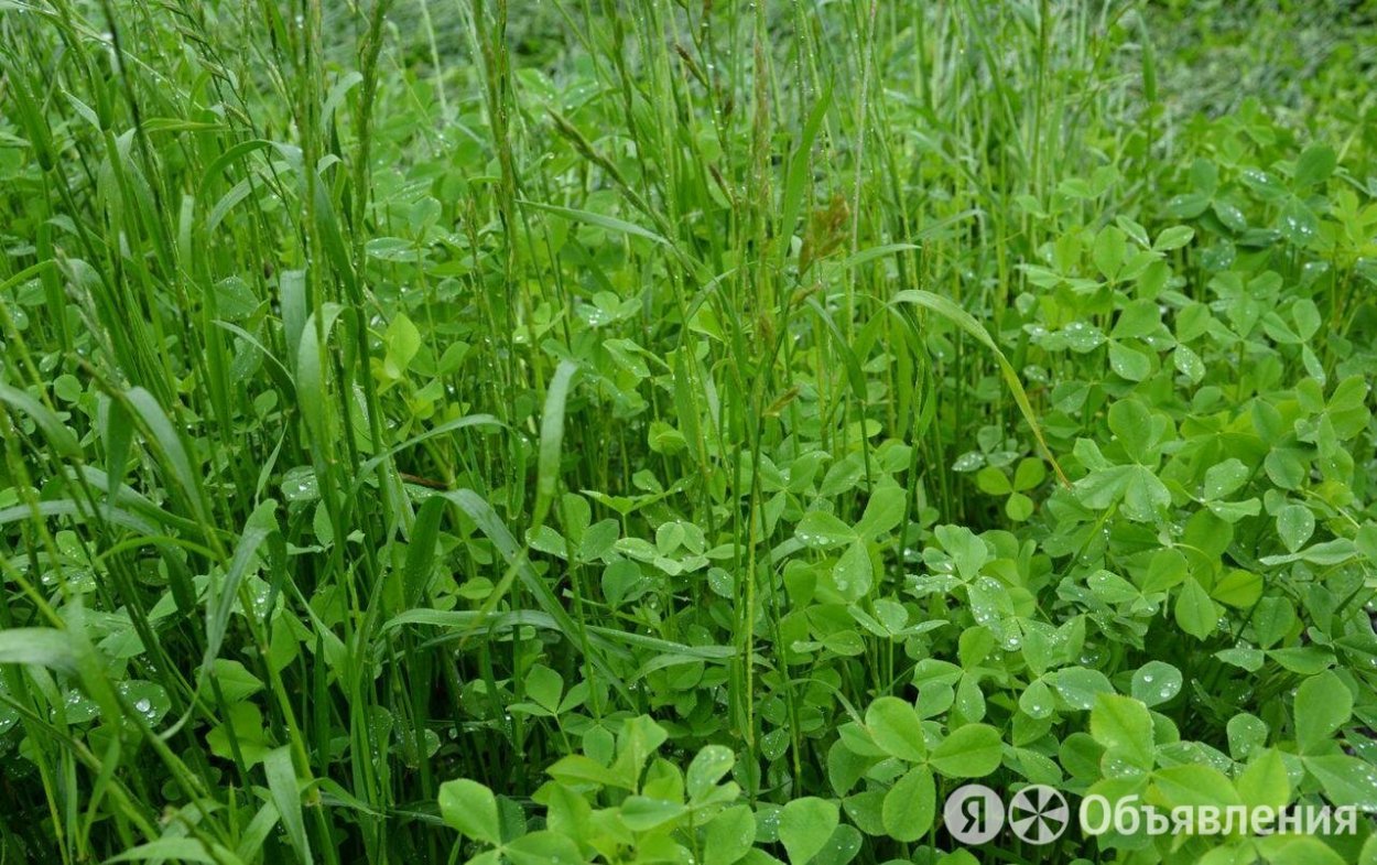 Чина Луговая — Lathyrus pratensis l