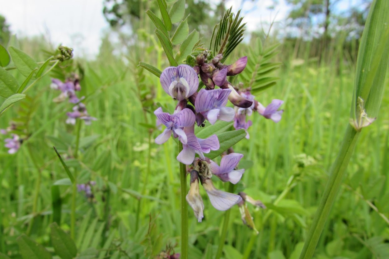 Астрагал донниковый