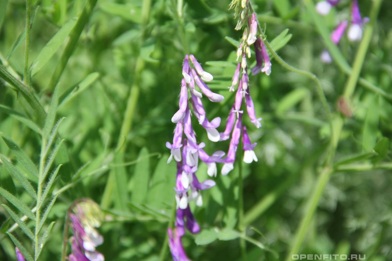 Люцерна сидерат