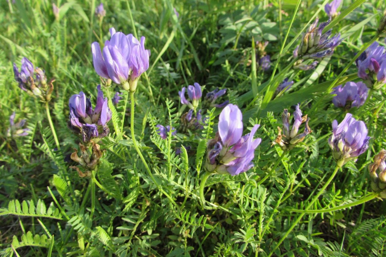 Вика мышиный горошек