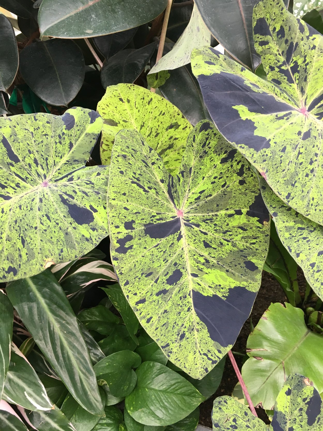 Колоказия Мохито