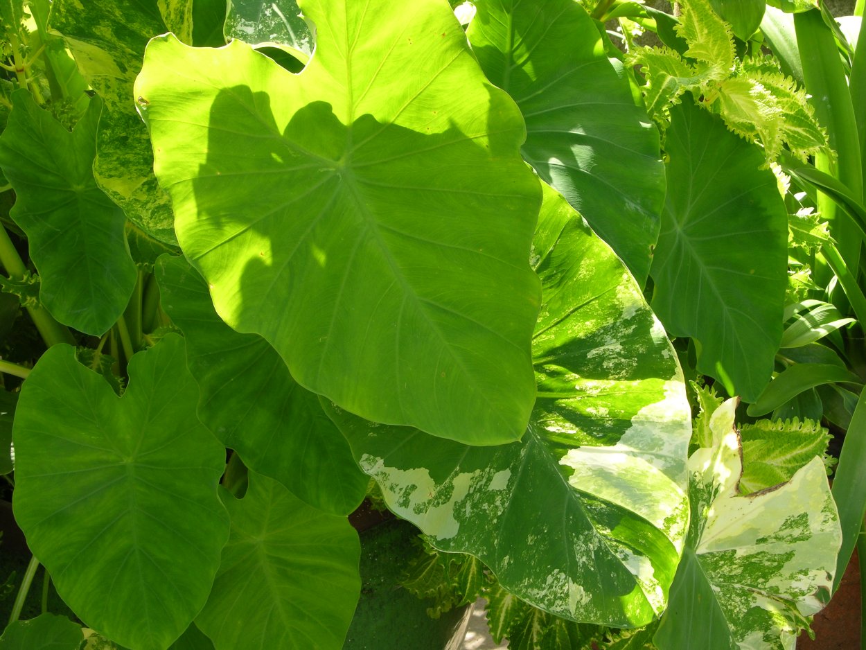 Колоказия эскулента Мохито