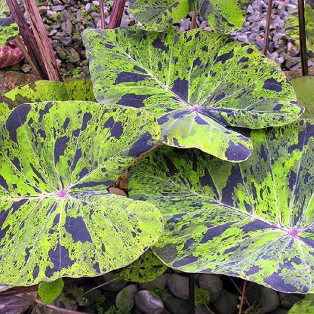 Колоказия Mojito