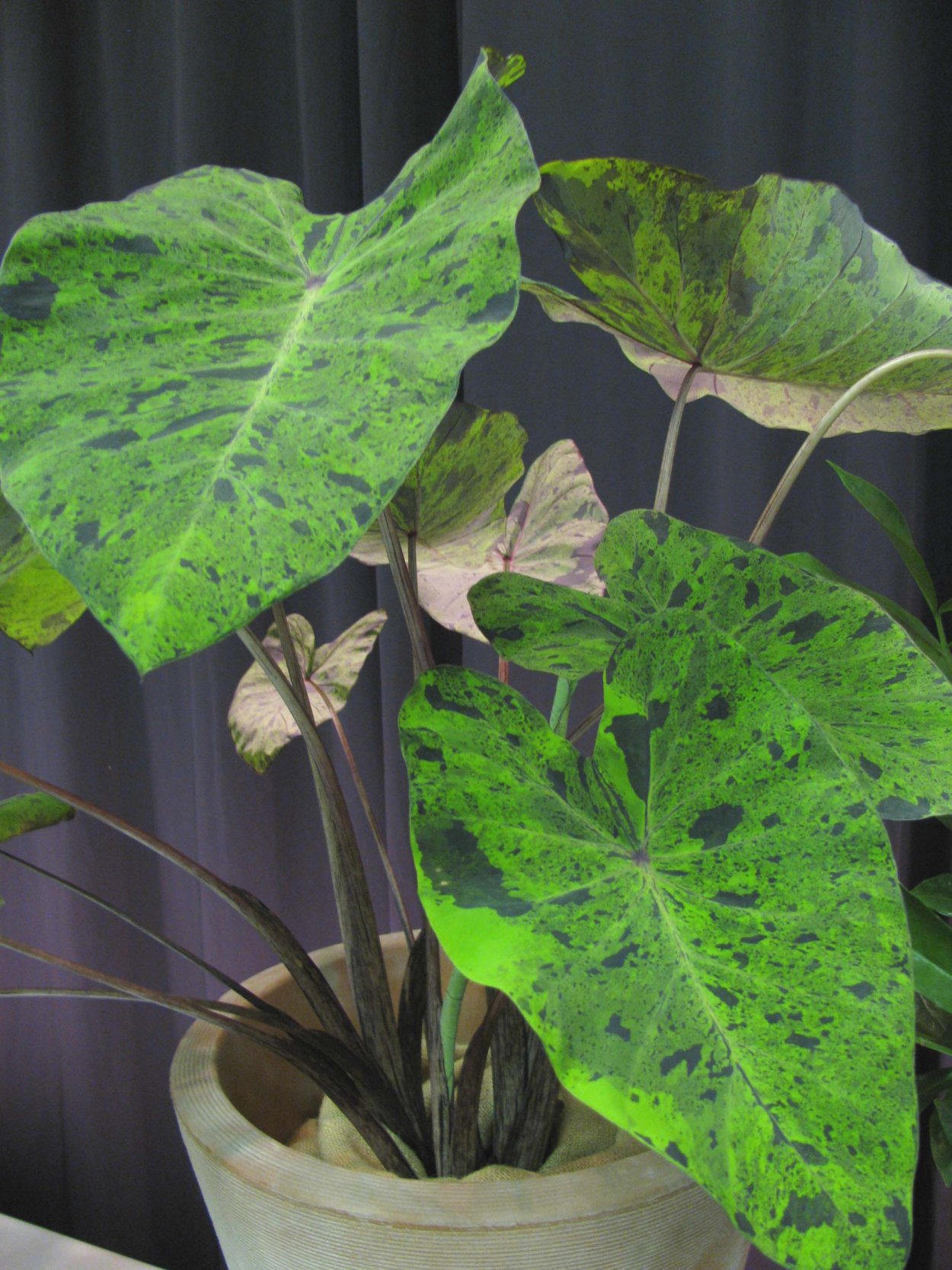 Алоказия Purple Nights