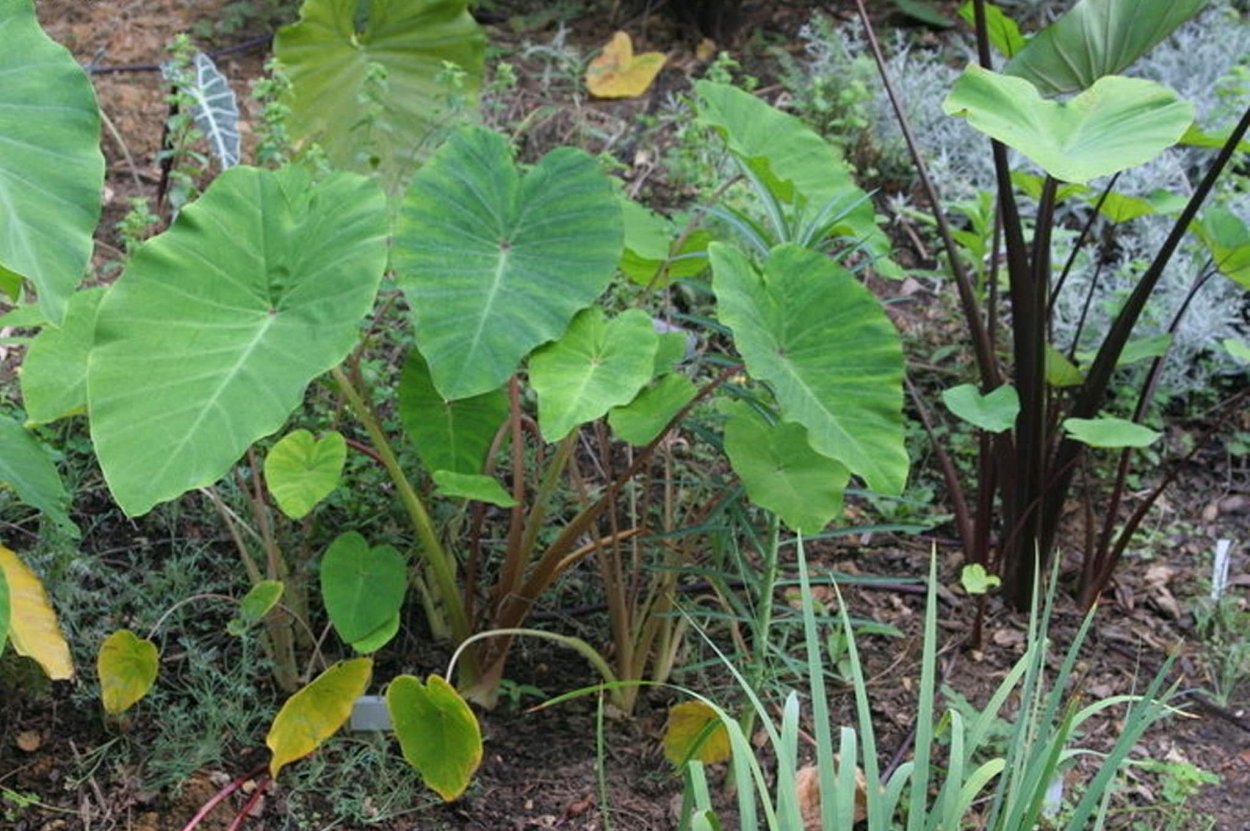 Алоказия Тини Дансерс