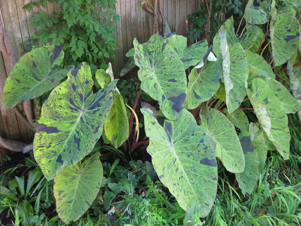 Колоказия эскулента Мохито