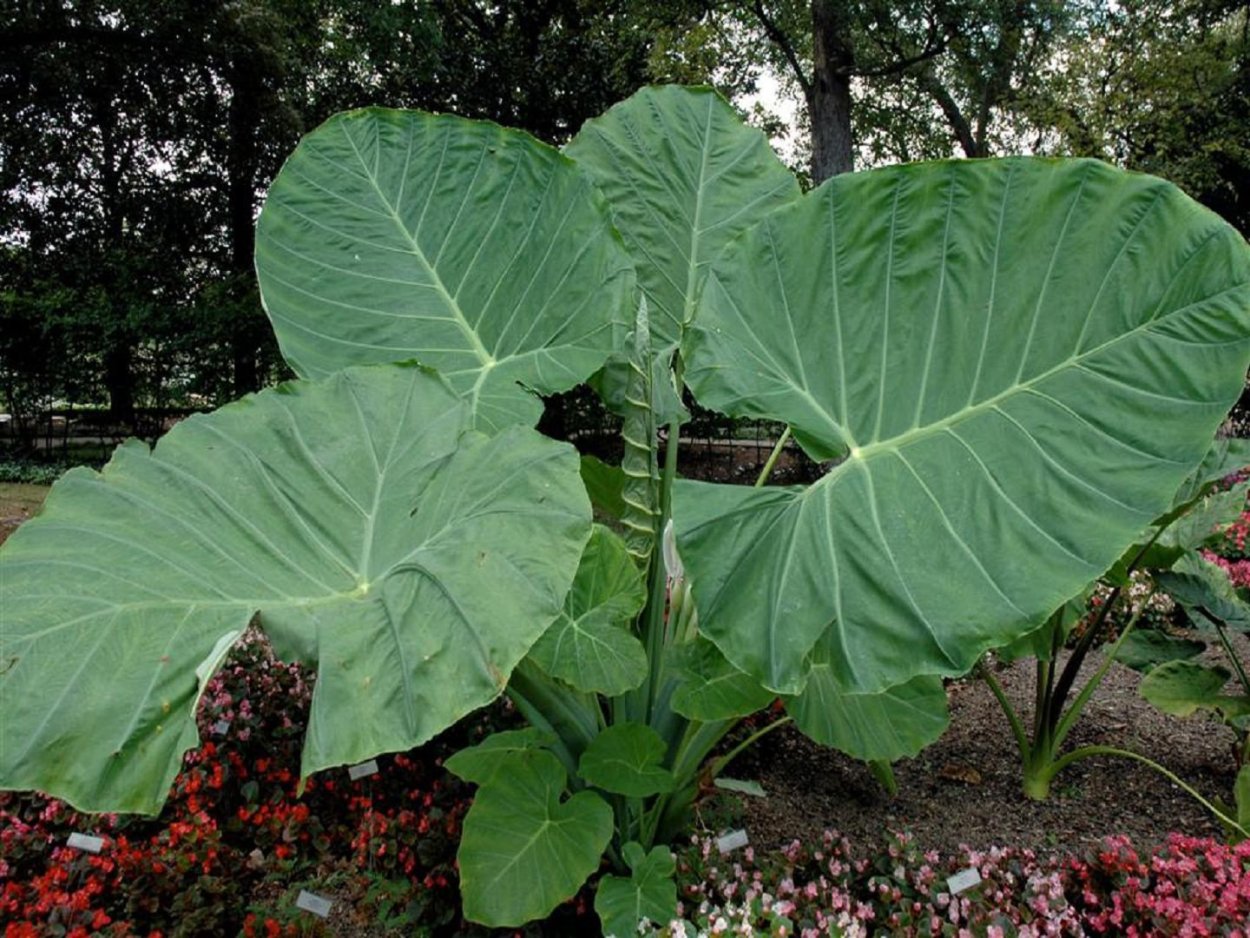 Анна Кравчук колоказия