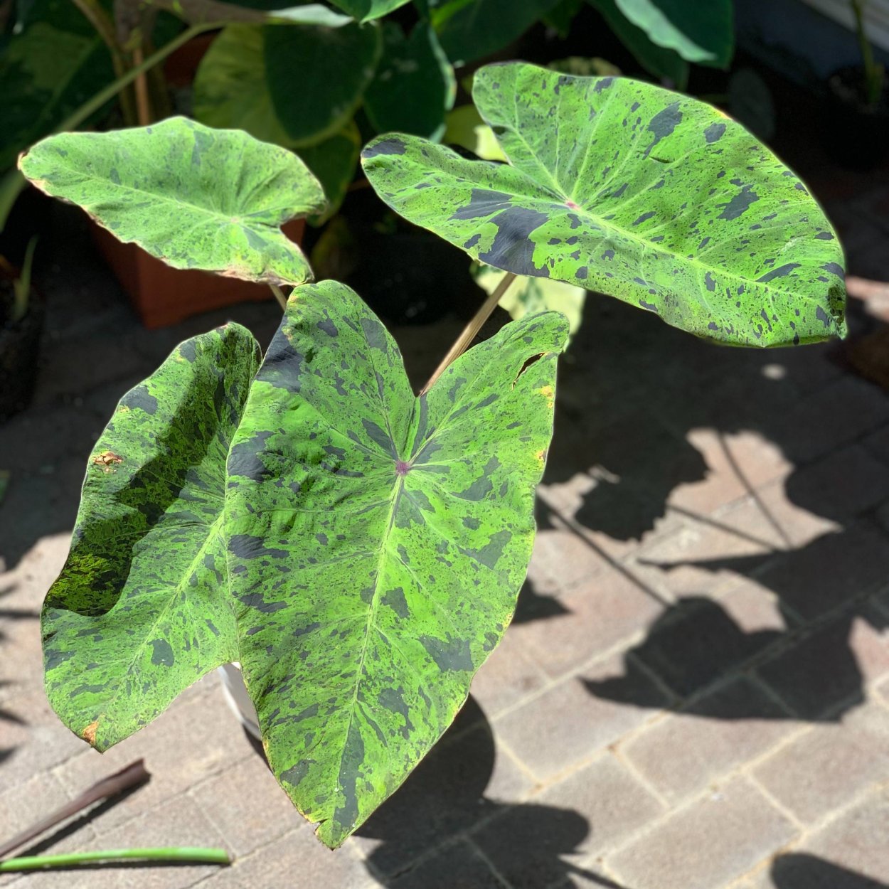 Колоказия Мохито и Вайт лава