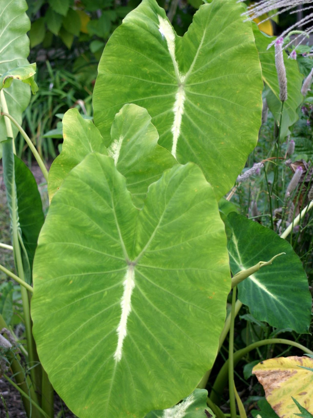 Колоказия растение острова Фиджи