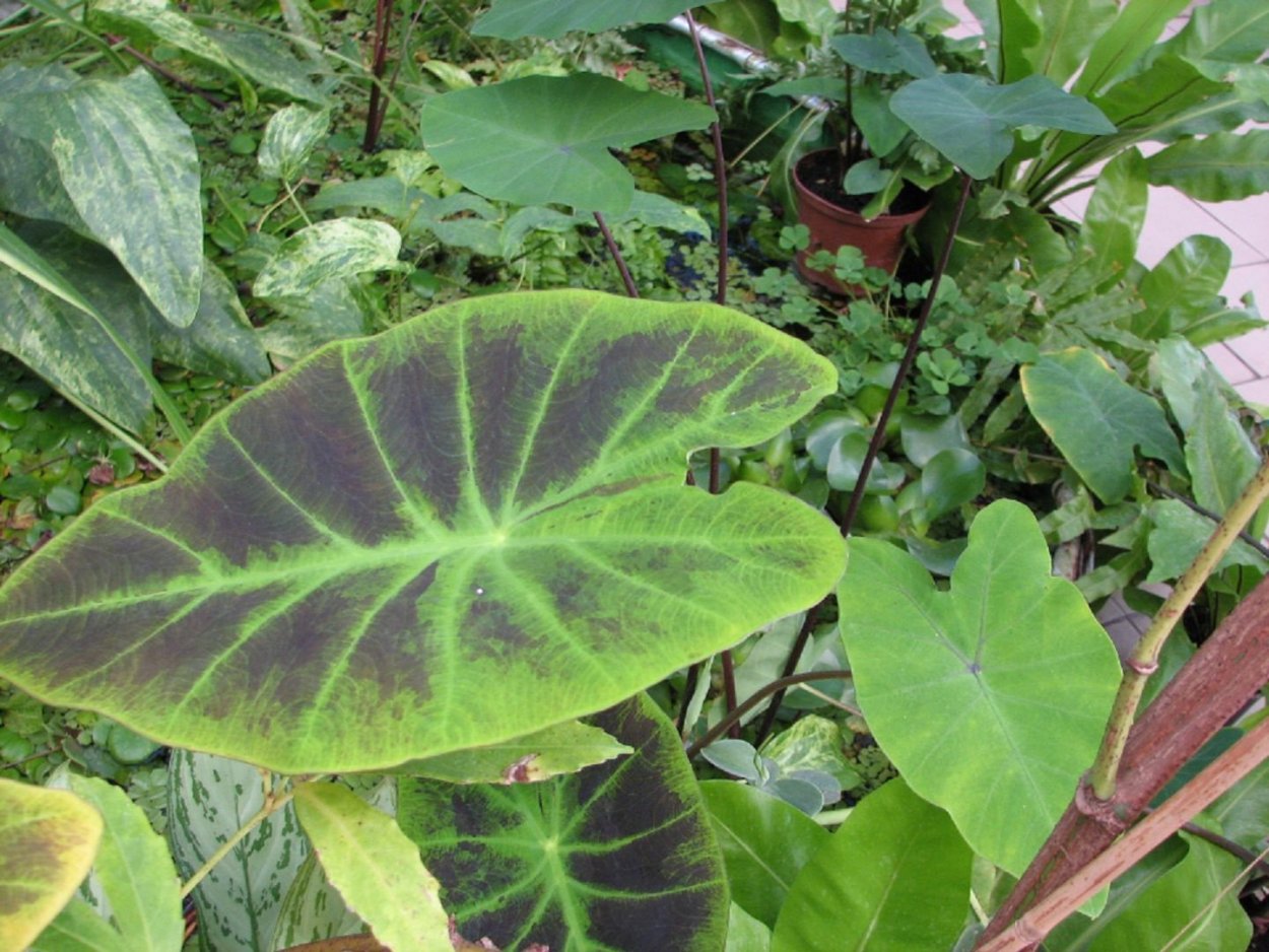 Алоказия макрориза Блэк СТЭМ